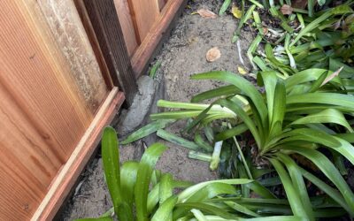 How to Prevent Wood Fence Rot (And Make Your Fence Last Longer)